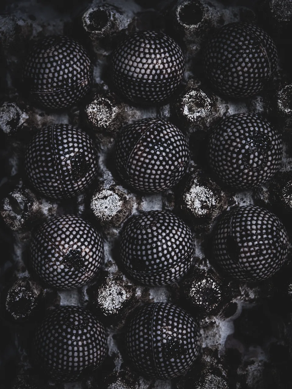 Rows of early hand-hammered gutta golf balls in a moulding tray